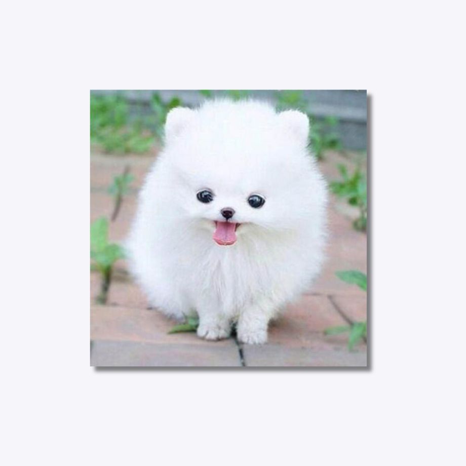 Fluffy Puppy 20x20cm - Diamantschilderij 