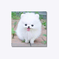 Thumbnail for Fluffy Puppy 20x20cm - Diamantschilderij 